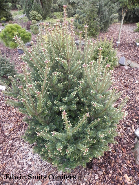 Abies balsamea 'Ino'